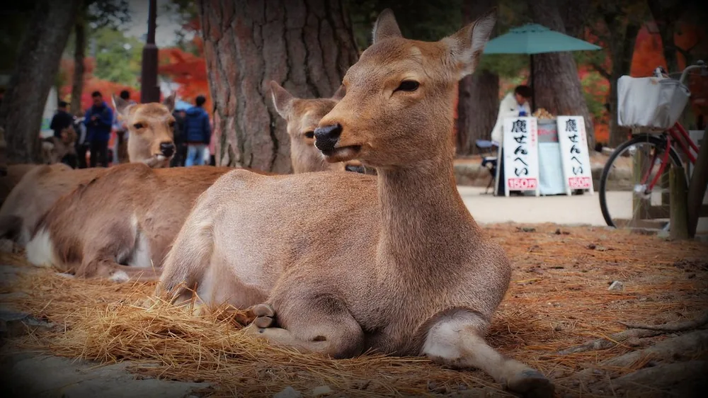 Ciervos de Nara en otoño